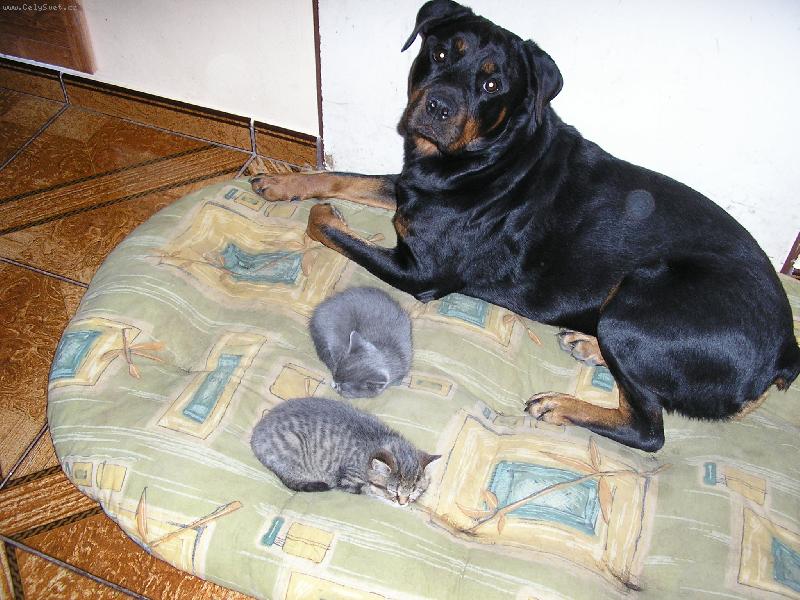 Foto: Ch�va-tak to vypad� kdy� m� ko�ka volno :-)