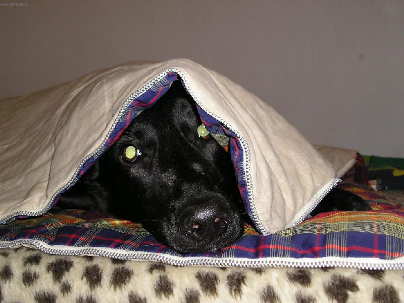 Foto: Bojim na Silvestra-Vo��ek Beta z Prahy