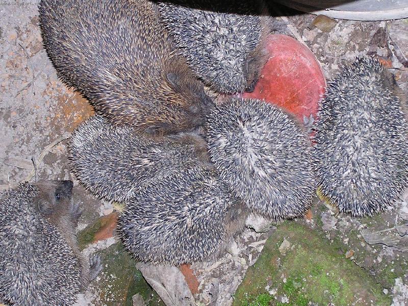 Foto: Rodinn� ve�e�e-Je�ci