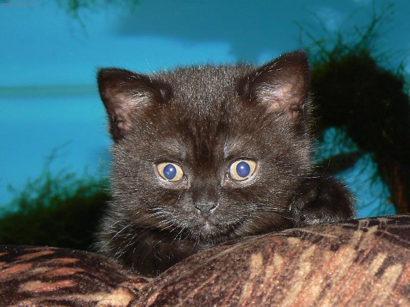 Foto: britsk� �okol�da-Eileenky kuku�