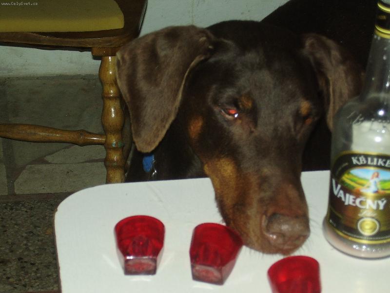 Foto: na�i mil��kov�-Jak dobr� je vaje�n� liker