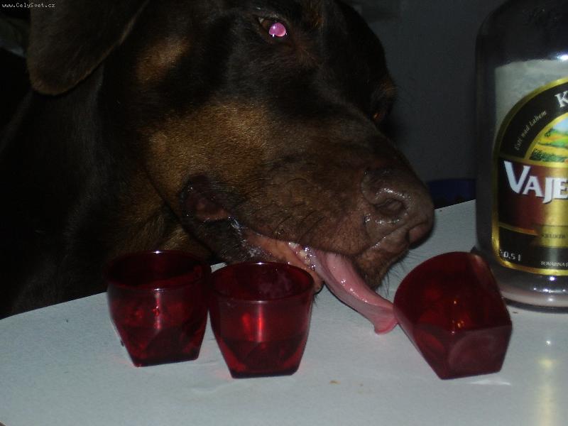 Foto: na�i mil��kov�-Jak dobr� je vaje�n� liker