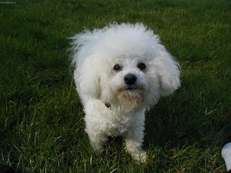 Foto: N� Den�sek-bi�onek na zahrad�