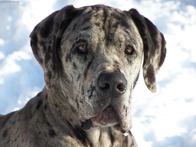 Foto: Jmenuji se " IGOR HN�ZDO"