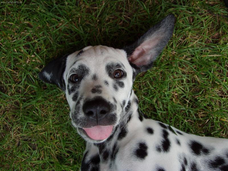 Foto: Nejsem kr�sn�?-Mal� p��erka Dorinka.