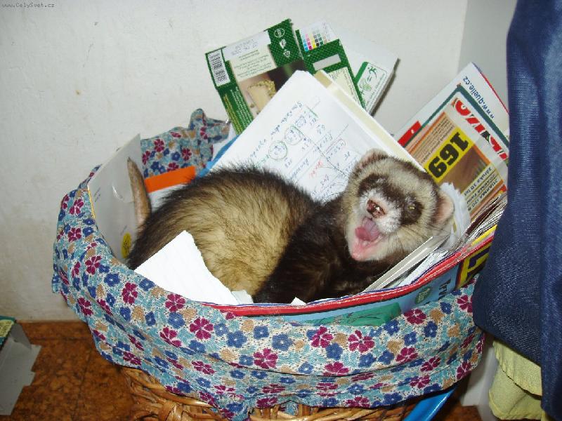 Foto: Tohle je m�j ko�!!!-Fre��k Dav�dek v ko�i na odpadky.