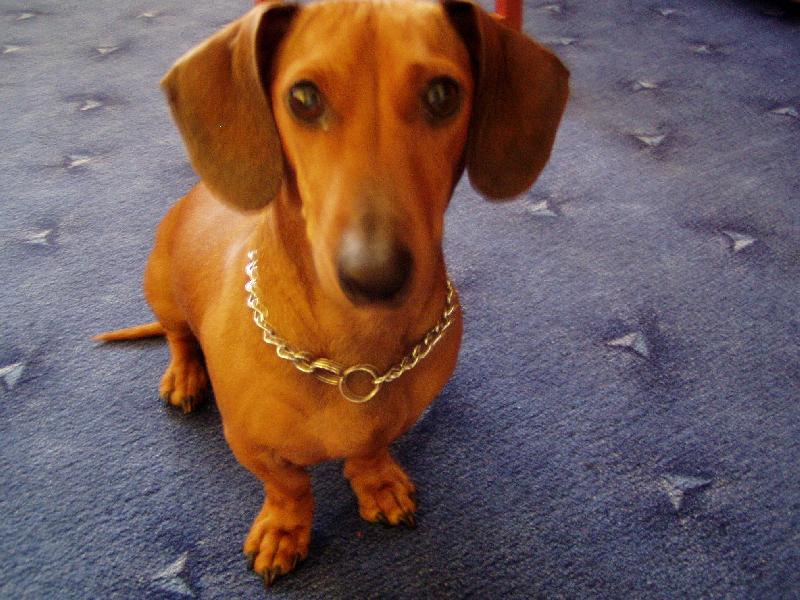 Foto: moe Ag��-pls po�lete mi hlas��kk