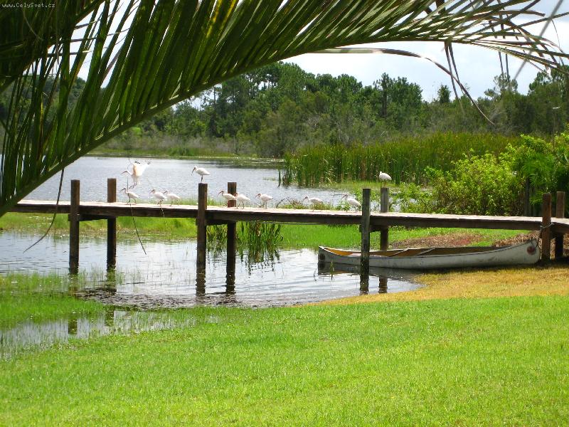 Foto: n�v�t�va-Ocoee, Florida