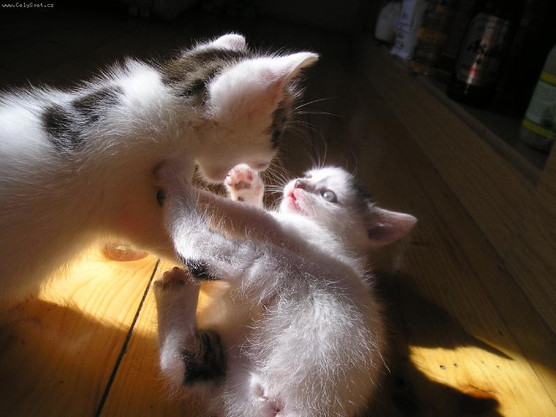 Foto: Jen po�kej.....-J� ti uk�u gdo tady wl�dne !!!