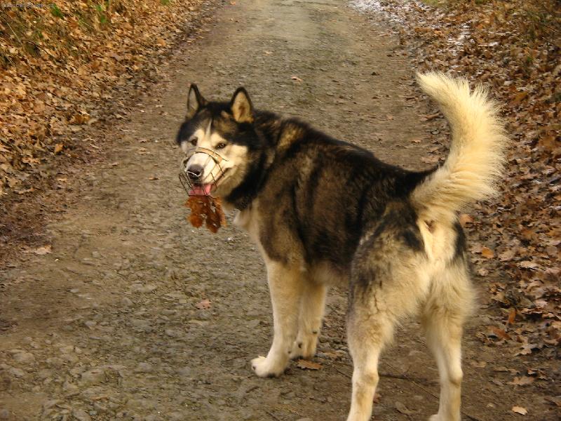 Foto: J�..hele..list se mi p�ilepil na jazyk...:)