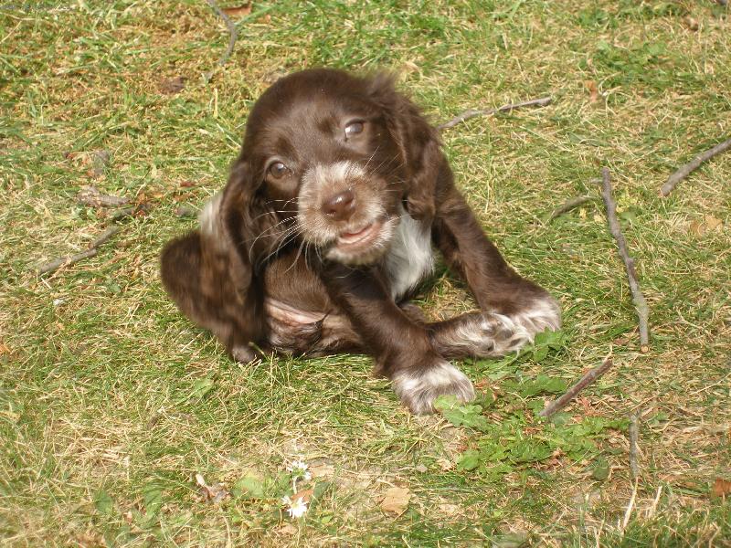 Foto: Anglick� Kokr�pan�l-je�t� byla mal� a venku a u� je velka a� nafot�m tak je�t� sem d�m slibuji