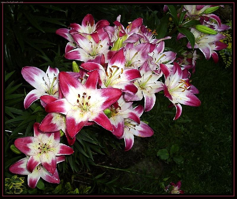 Foto: Lilie Lollypop