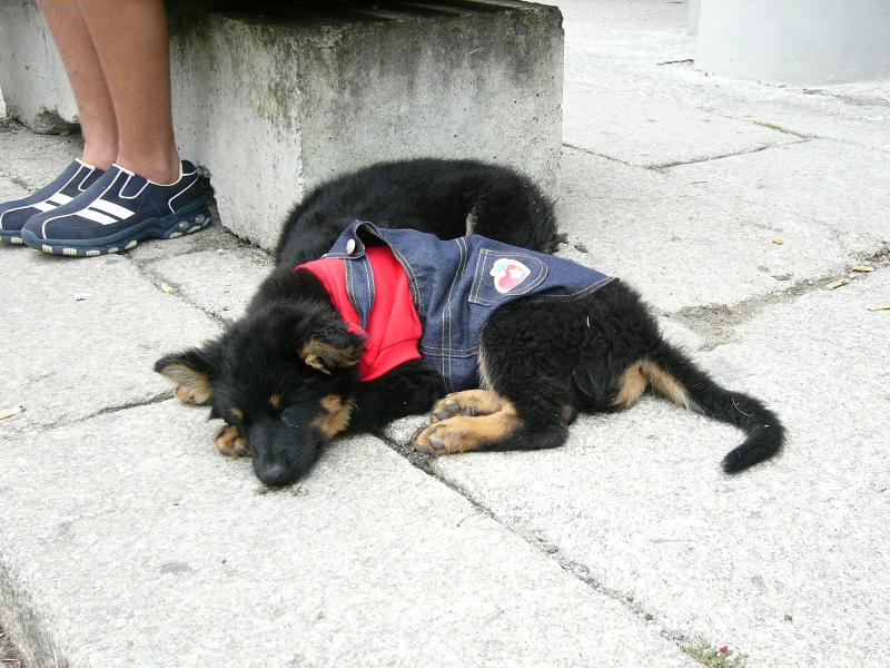 Foto: �t�n�tka v lacl���ch-tahov�hle kr�sn� oble�en� �t���tka jsem narazila v Doma�lic�ch na Chodsk�ch slavnostech