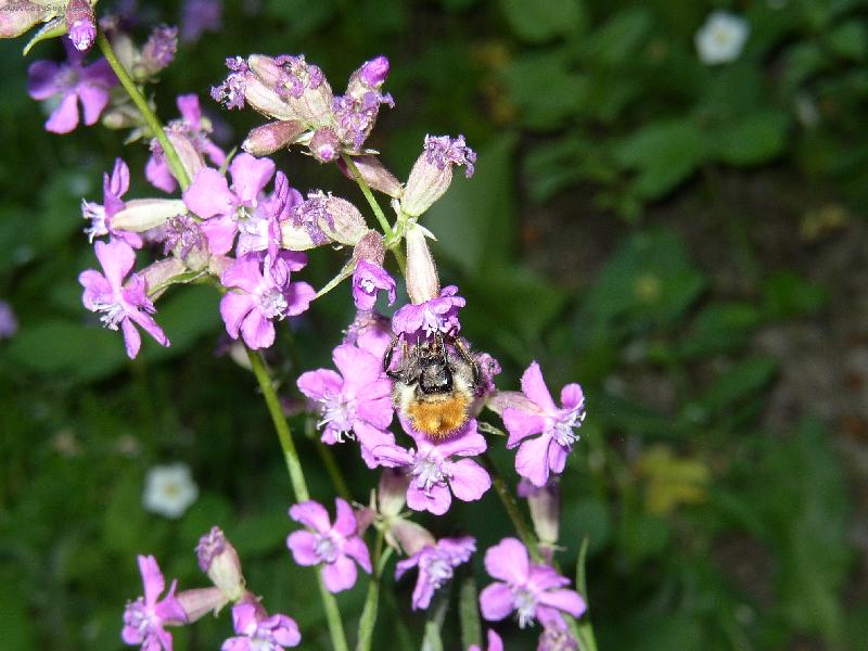 Foto: detail lu�n� kv�tinky se �mel��kem-jak p�esn� se jmenuje ta kyti�ka to nev�m,ale nejbl� byl zvonek...prost� lu�n� kv�ty...ale hlavn� hrdina m� fotka je �mel��ek