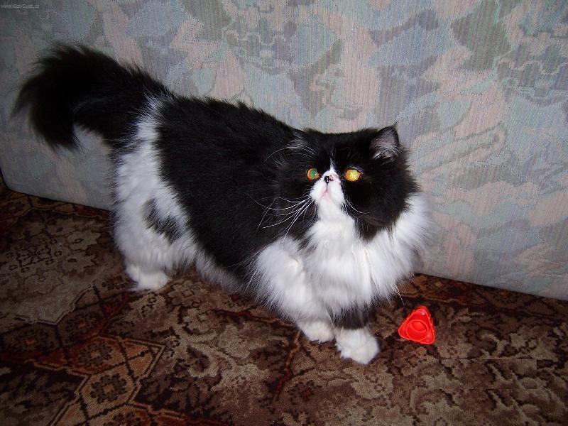 Foto: Lerry-M�au, poj�te si se mnou hr�t