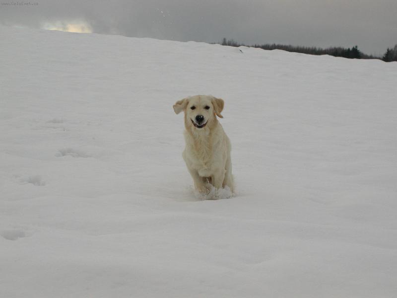 Foto: Meggi-a jej� radost z prvn�ho sn�hu