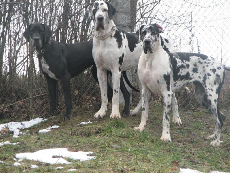 Foto: to jsme my-Aurora, Bonaparte a Alchimie