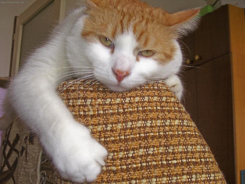 Foto: tohle k�eslo je moje