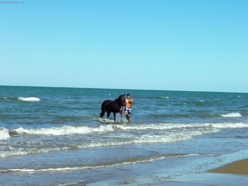 Foto: kr�sn� tmav� plavec - kon�k