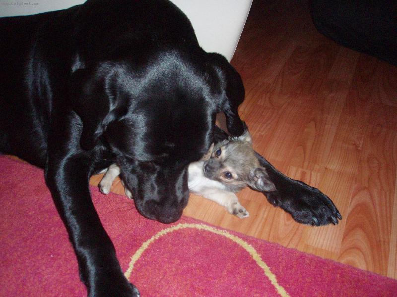 Foto: Labradorka Eli�ka a jej� n�padn�k Jimmy
