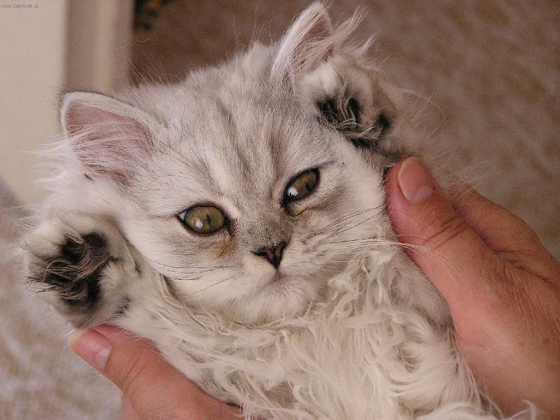Foto: Spokojen� mazl��ek-A takhle se chov�me