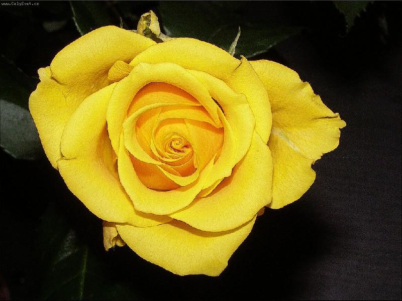 Foto: �lut� kr�ska