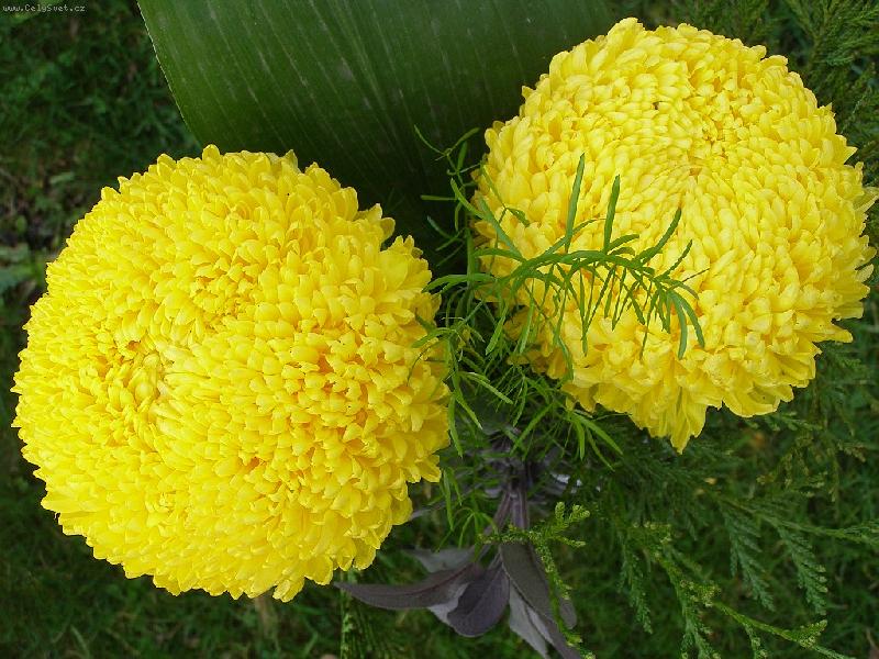 Foto: �lut� koule