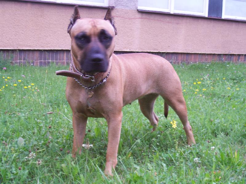 Foto: frajerka-jsem ko�ka,vid?