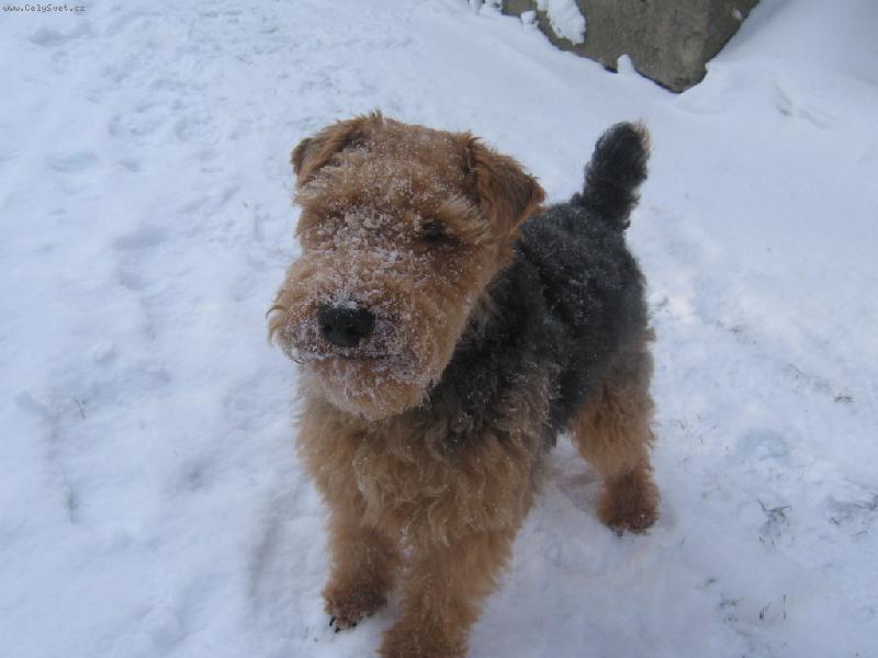 Foto: Sn�hul��ek:))-tak tohle je ten m�j milovan� pejsek x sn�hul��ek:-* :-D