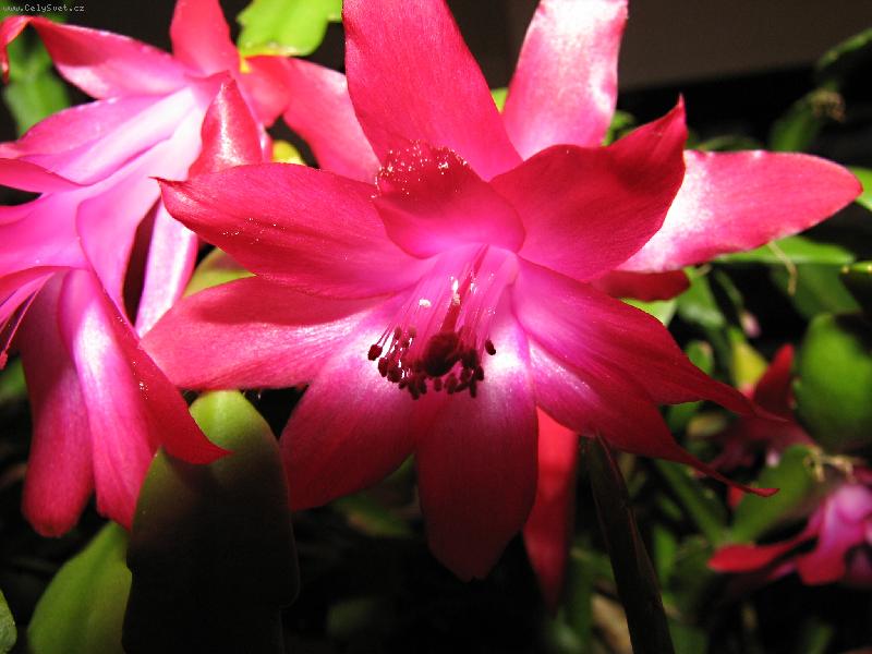 Foto: Zimn� pot�en� z kv�t�