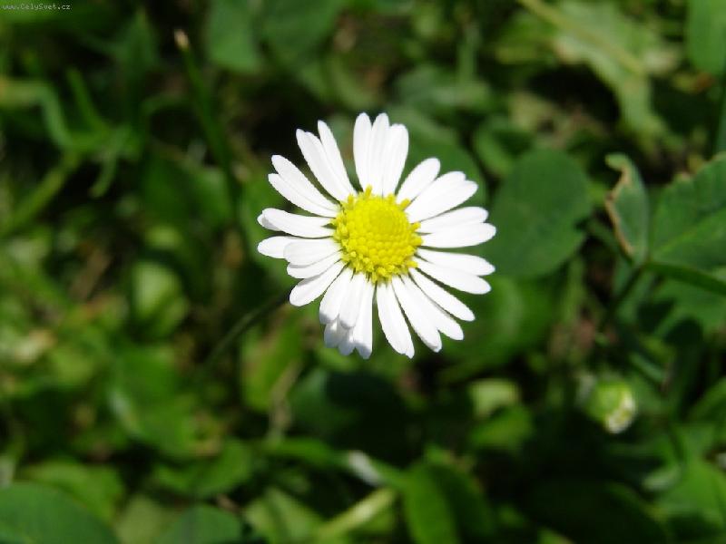 Foto: Bellis perennis-sedmikr�ska...