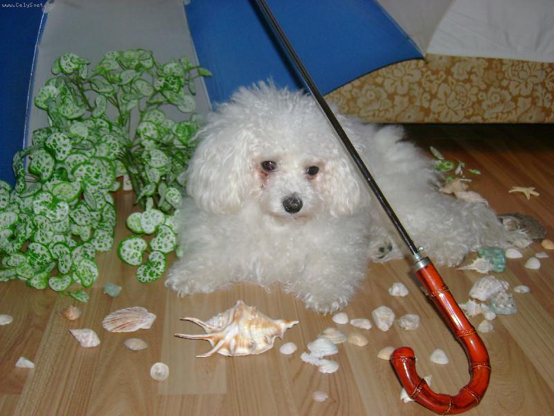 Foto: jako na pl�i