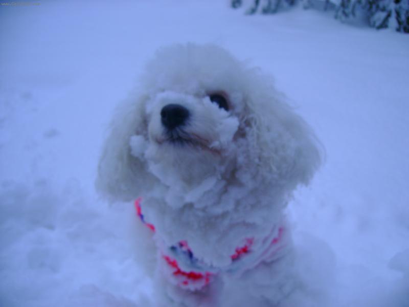 Foto: jsem od sn�hu