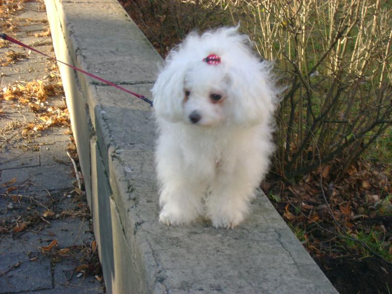 Foto: r�da chod�m po z�dce