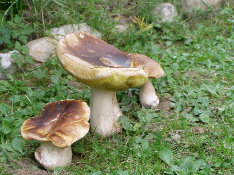 Foto: �esk� prav�k