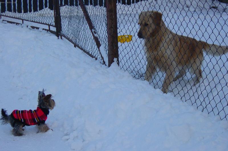 Foto: L�ska na prvn� pohled-Neb�t tam plot tak t� l�skou sn�m:)