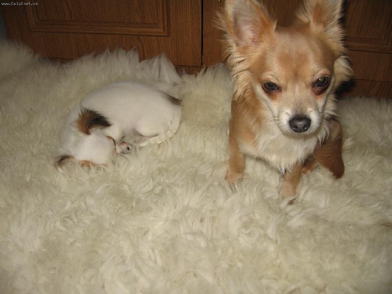 Foto: Mat�sek a Laudy-To je tak tak m�kk�,�e by i pes usnul.....