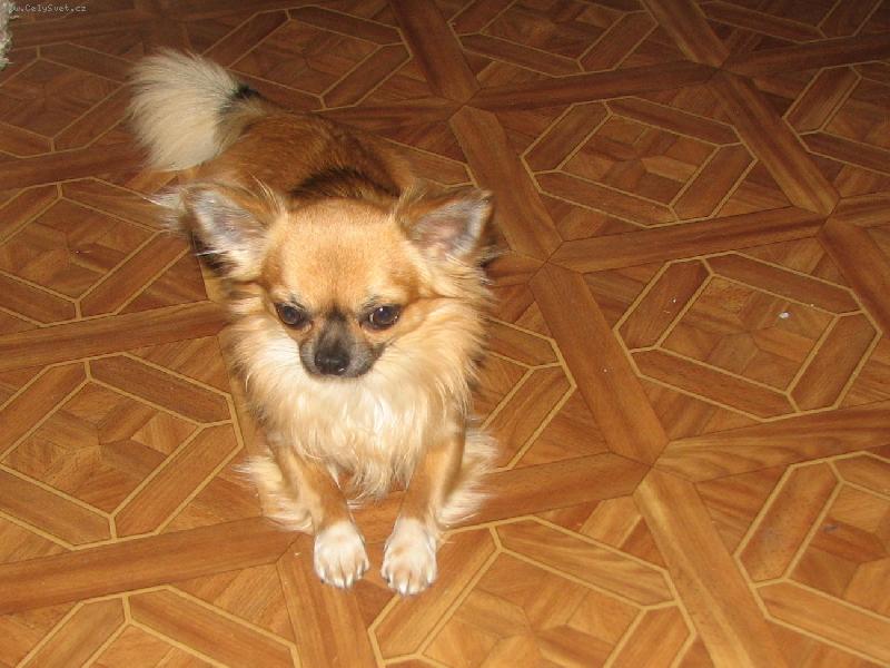 Foto: JCH ALVA Z T�EBA�SK�HO �DOL�-�EK�M NA VO�AVOU SLE�NU-H�RAVKU