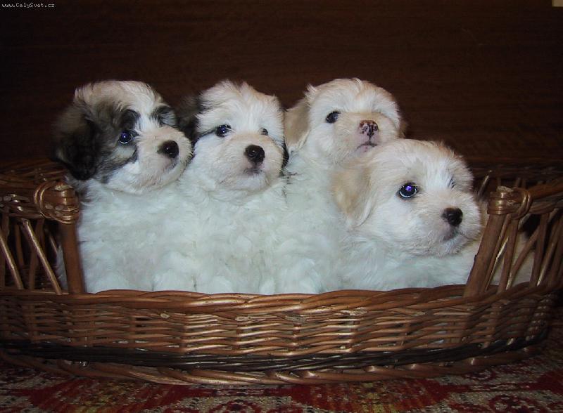 Foto: �t���tka-necel� dva m�s�ce