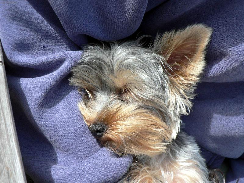 Foto: Jsem tak unaveny...