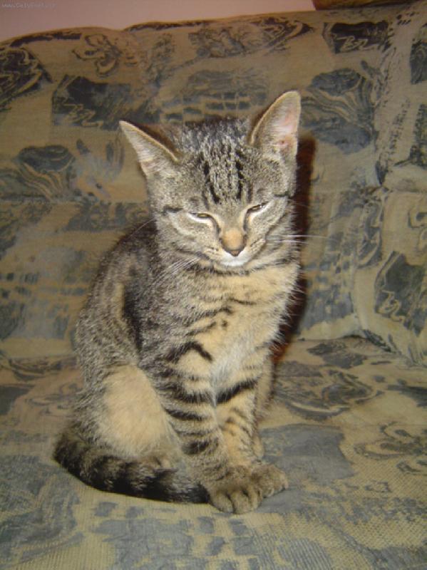 Foto: Smart-kocourek 5. m�s�c�