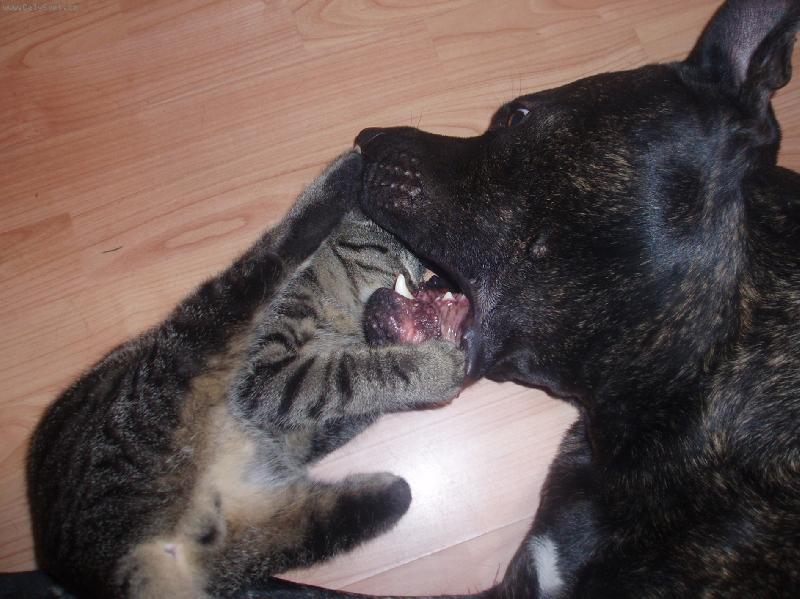 Foto: Cip Norostar a Ko�ka dom�c�-hra ko�ky se psem