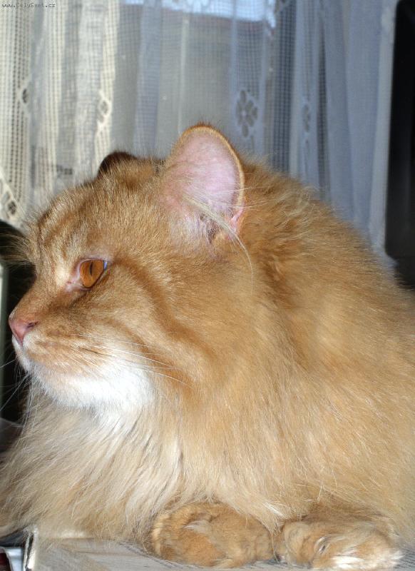 Foto: oby�ejn� ko�ka