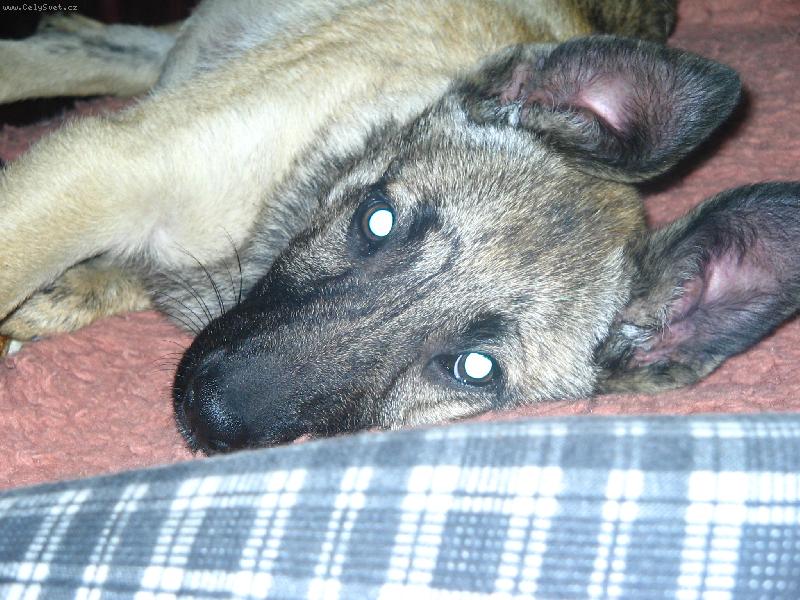 Foto: J� u� budu hodn� ..:)-Zrovna ukradla kusanec ka�enky :)))