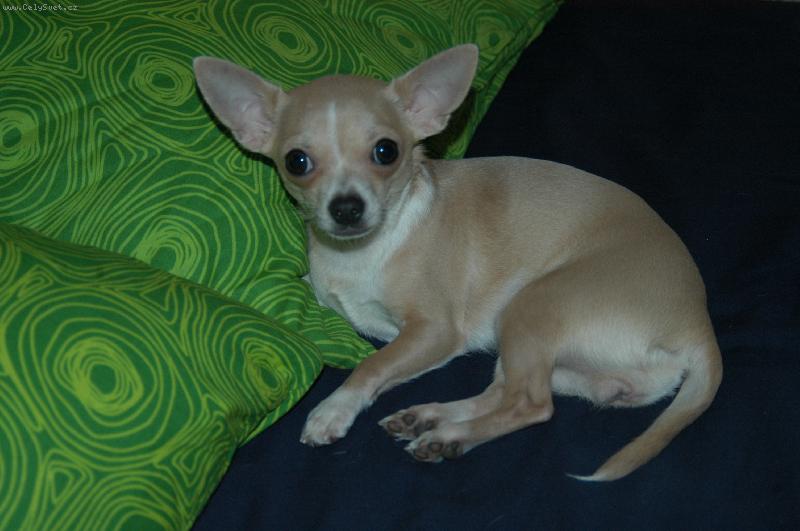 Foto: Princezna Daisy-n� mil��ek