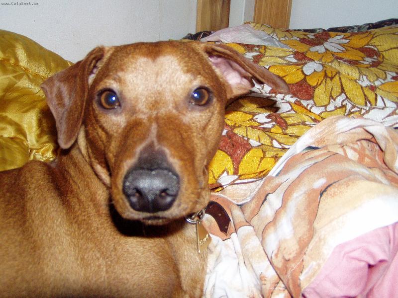 Foto: K�i�enec n�m.pin�e a jezev��ka.Benny le��-Tak takhle vypad� m�j pejsek kdy� je ospal�...