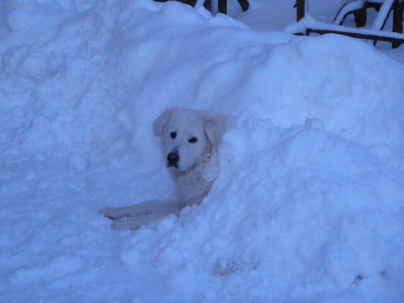 Foto: sn�hul�k-p�eci jen letos ud�l�m sn�hul�ka