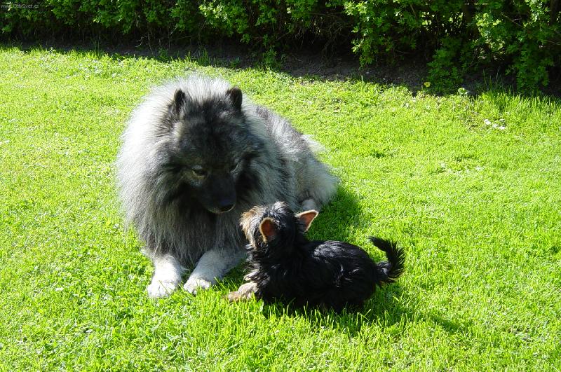 Foto: dej mi pusinku