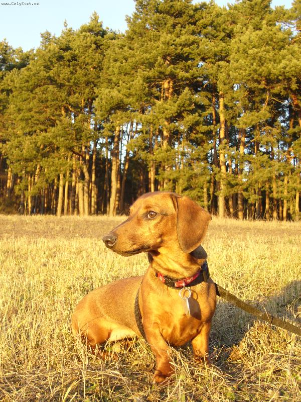 Foto: m�lo kdo by v��il, �e je to foceno v lednu-Jessie u borovicov�ho lesa