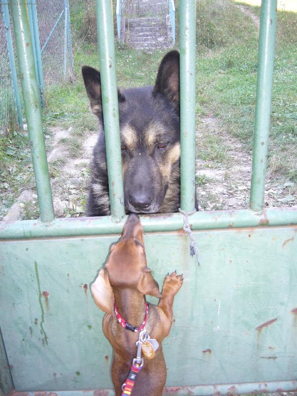 Foto: d� mi pusu Endy?-Endy hl�d� �kolu, Jessie na n�v�t�v�